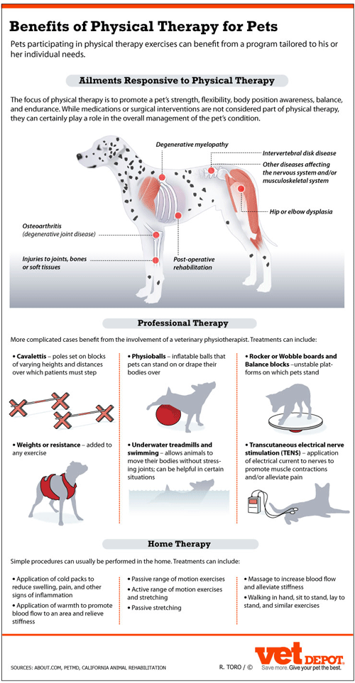 Benefits of physical therapy for pets infographic