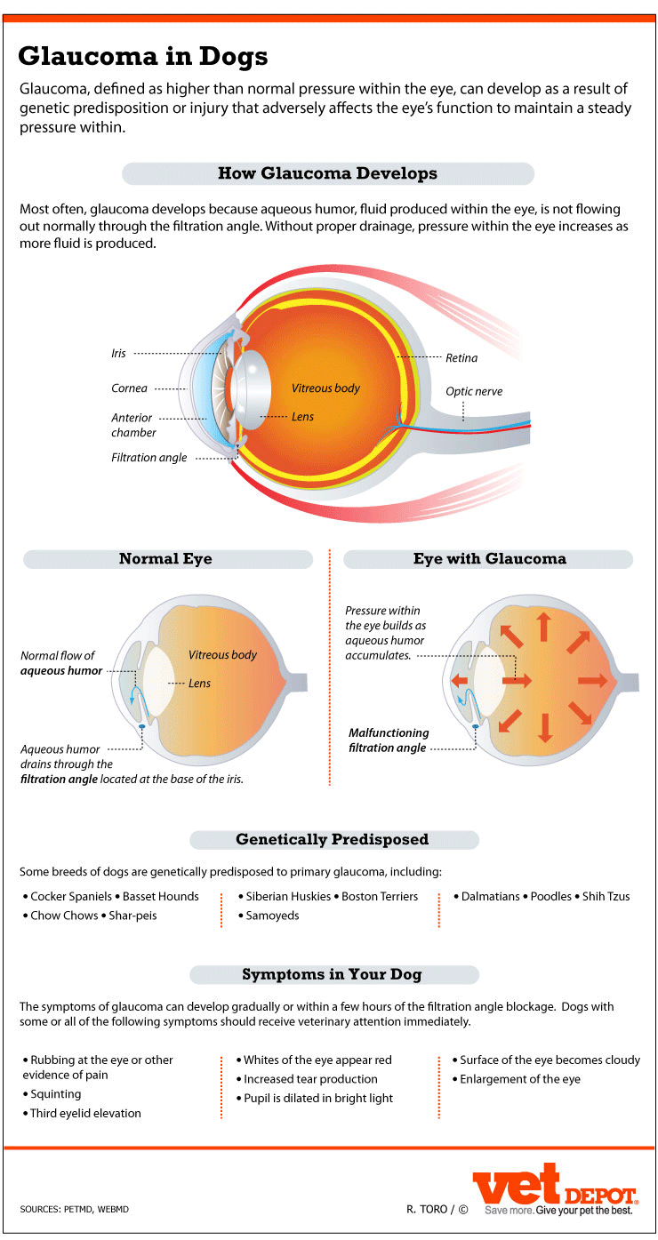 Glaucoma in Dogs Infographic