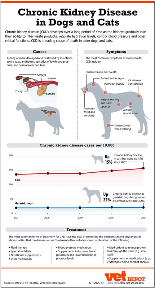 Chronic Kidney Disease in Dogs and Cats Infographic