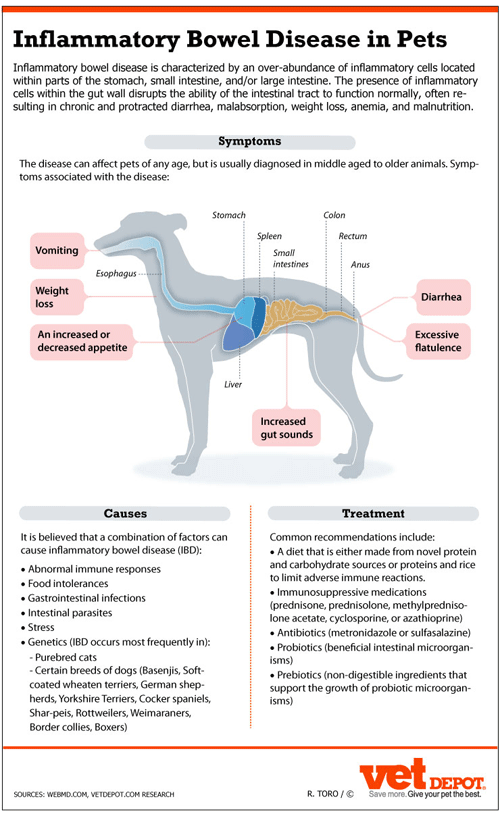 An InDepth Look at IBD in Dogs & Cats