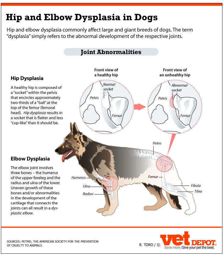 dog with hip dysplasia walking