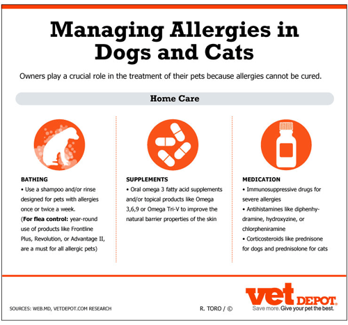 Managing Allergies in Dogs and Cats Infographic