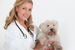 Pet Medication Guides