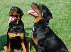 Using Ivermectin Safely in Dogs | VetDepot.com