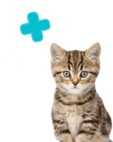 Kitten