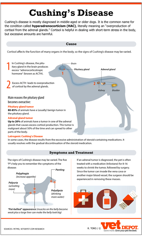 An In-Depth Look at Cushing's Disease in Dogs | VetDepot.com
