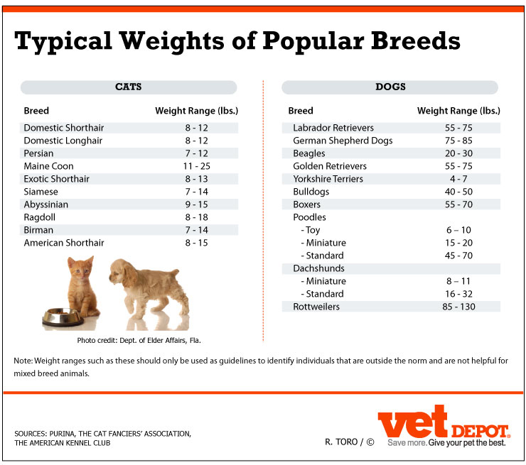 Abyssinian Cat Weight Chart Cat and Dog Lovers