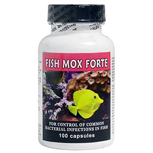 Fish Mox Forte (Amoxicillin) - 500 mg 100 Capsules | VetDepot.com