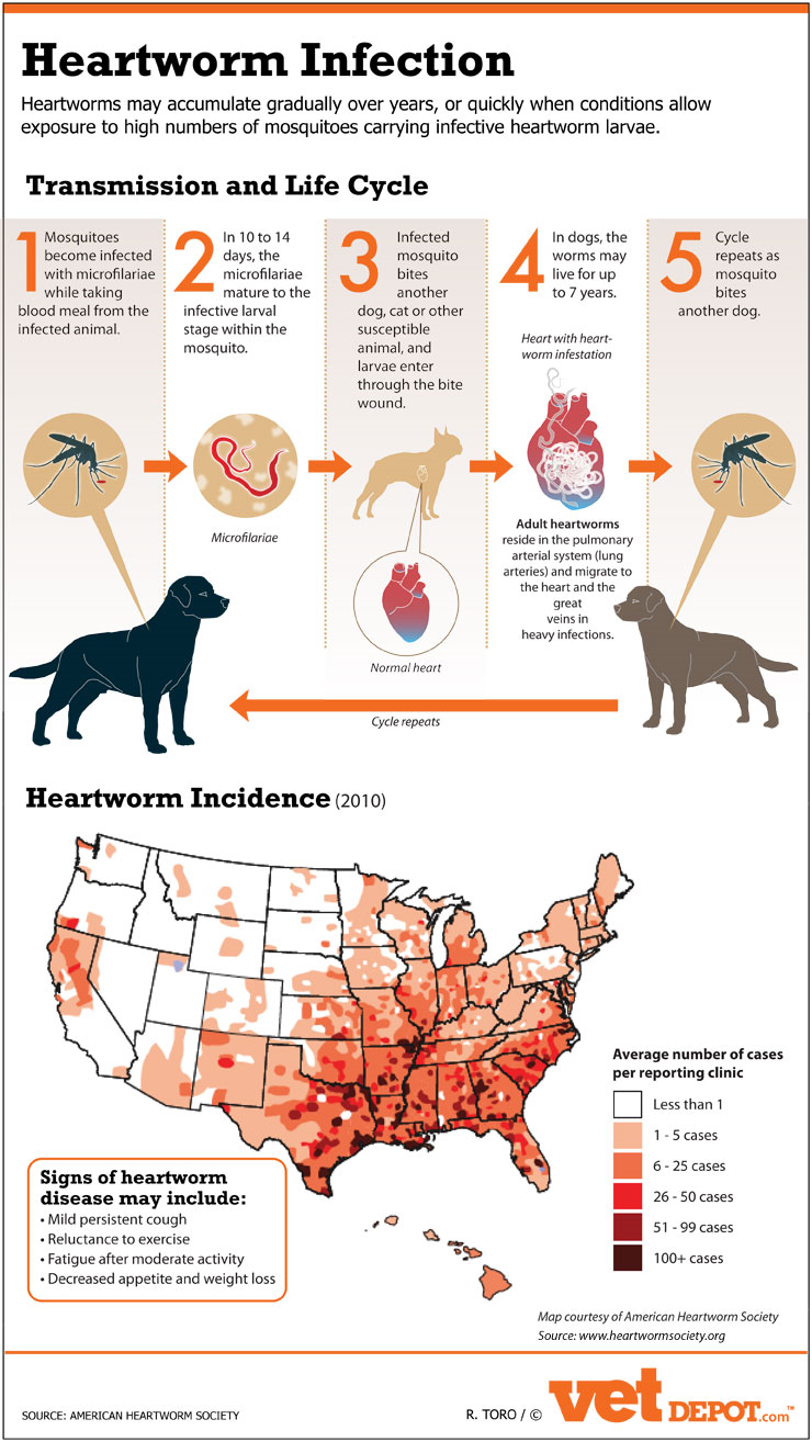 Heartworms In Dog Poop