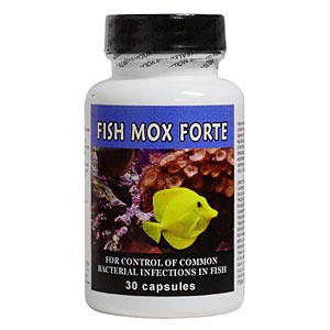 Fish Mox Forte (Amoxicillin) 500 mg, 30 Capsules