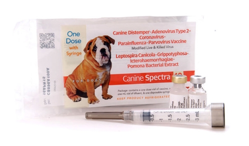 Canine Spectra 10, Single Syringe