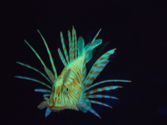 Eshopps Glow-in-the-Dark Lionfish Floating Aquarium Ornament